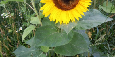 Ich biete Sonnenblumen aus eigenem Anbau mit Lieferung an