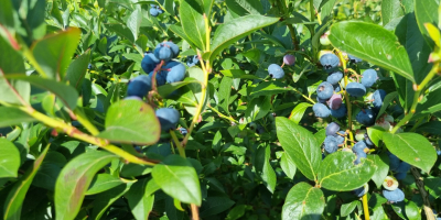 American blueberry for sale, 600 kg. Freshly torn