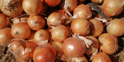 Onion harvest 2022.