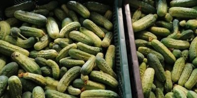 Fresh cucumber, torn every 2 days, a variety suitable