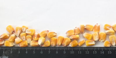 The Ukrainian farm company offers you feed grade maize