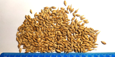 The Ukrainian farm company offers you Feed grade barley