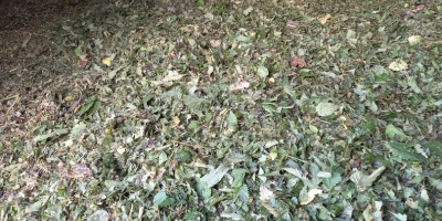 I will sell dried nettle. For more information, call