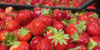 I will sell Polish strawberries. Wholesale quantities. Elsanta variety.