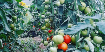 I will sell ground and tunnel tomatoes, price: PLN