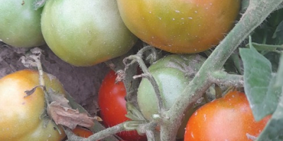 I will sell ground and tunnel tomatoes, price: PLN