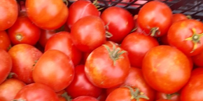 I will sell ground and tunnel tomatoes, price: PLN