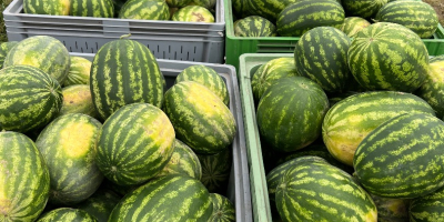 Very tasty watermelon from its own plantation. Large amounts