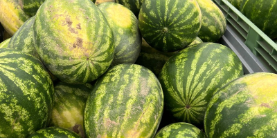 Very tasty watermelon from its own plantation. Large amounts