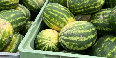 I will sell a watermelon variety MELIA. Tel 696050535