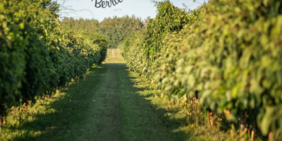 Kiwibeeren (Kiwifrüchte / Baby-Kiwi / Mini-Kiwi) für den Export