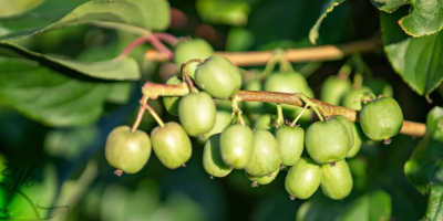 Frutti di kiwi (kiwi fruit / baby kiwi /