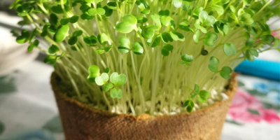Produciamo germogli e microflora di broccoli in vaschette/vasi. I