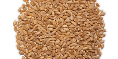 Unser Hard White Spring Wheat von Wheat Montana ist