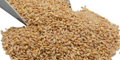 Unser Hard White Spring Wheat von Wheat Montana ist