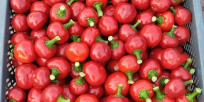 Cherry cherry pepper. High quality. Wholesale quantities. Feel free