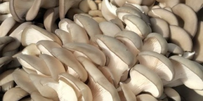 Sell cultivated mushrooms oyster mushrooms. Mushrooms are grown in