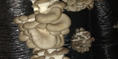 Sell cultivated mushrooms oyster mushrooms. Mushrooms are grown in
