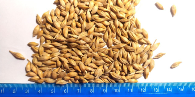 We offer you malting barley (high quality), of our