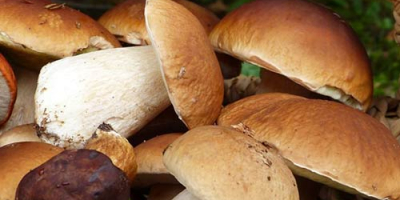I sell dry, fresh and frozen mushrooms