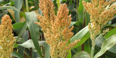 Production of the 2021 harvest - sorghum - 330