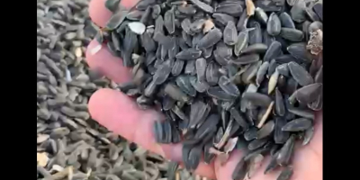 We have sunflower seeds with 46% + oil -