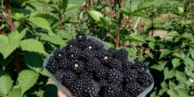 We sell Blackberries in large quantities from Moldova. The