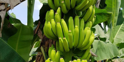 Herkunftsort: Indonesien Ost-Java Malang, Jombang Markenname: Adhinata-Banane Produkttyp: Tropische