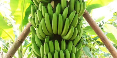 Herkunftsort: Indonesien Ost-Java Malang, Jombang Markenname: Adhinata-Banane Produkttyp: Tropische