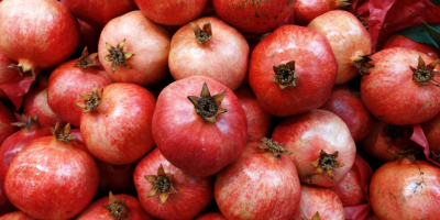 Wholesale Fresh Pomegranates New Season, Buy Wholesale Fresh Pomegranates