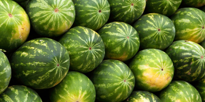 Süßwassermelonenfrucht zum Verkauf Typ: Hornmelone Anbautyp: COMMON Reife: 100%