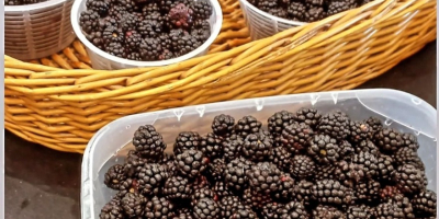 We sell hand-picked wild blackberries in a wooded area