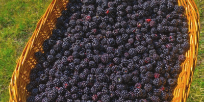 We sell hand-picked wild blackberries in a wooded area