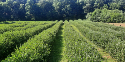 Aronia biologica certificata, prodotto di montagna certificato. Raccolto a