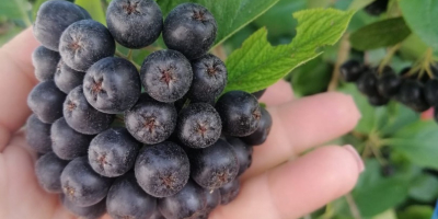 Aronia biologica certificata, prodotto di montagna certificato. Raccolto a