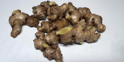 wild ginger natural, organic WILD GINGER obtained from cultivation