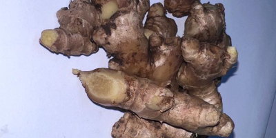 wild ginger natural, organic WILD GINGER obtained from cultivation