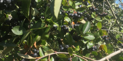 Chokeberry is not fertilized and sprayed with anything. It