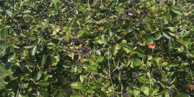 Chokeberry is not fertilized and sprayed with anything. It