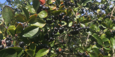 Aronia nu este fertilizată și stropită cu nimic. Crește