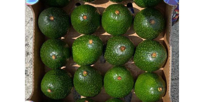 Best Quality Wholesale Fresh Produce Grade Edible Avocado From