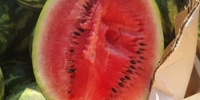 Saftige Wassermelone direkt aus Griechenland 8 Pal Kaliber 5