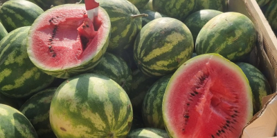 Saftige Wassermelone direkt aus Griechenland 8 Pal Kaliber 5