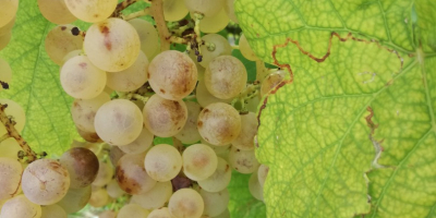 Saszla Tafeltrauben zum Verkauf im Kreis Heves, Abasar. Preis