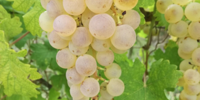 Saszla Tafeltrauben zum Verkauf im Kreis Heves, Abasar. Preis