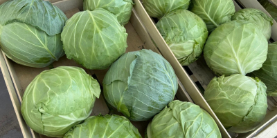 Offriamo cavolo bianco confezionato in cartoni da 900 kg.