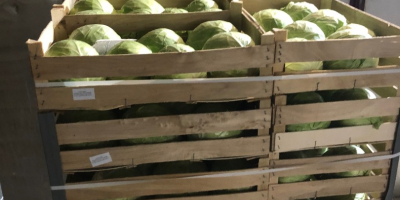 Предлагаме бяло зеле, опаковано в картонени кутии от 900