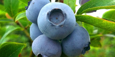 The POL-OWOC company will buy ORGANIC AMERICAN BLUEBERRY for