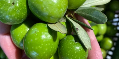 Az OLIVE DI SICILIA kiváló minőségű olívaolaj és olajbogyó