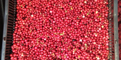 We are selling cranberries in great condition!